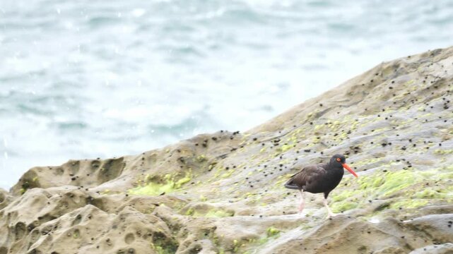 Black Oystercatcher (Haematopus bachmani) eating on the Pacific ocean coast. 