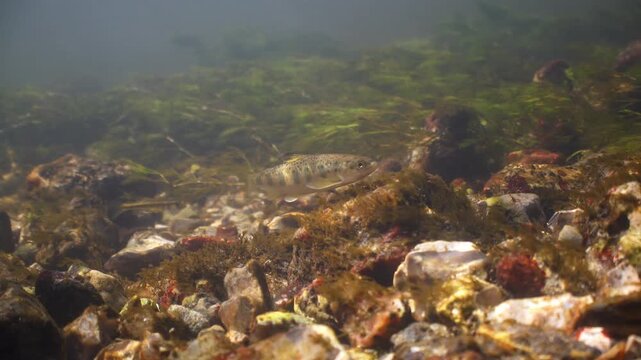 Juvenile Common Trout swims and shelters from current in the River Avon, Wiltshire, UK