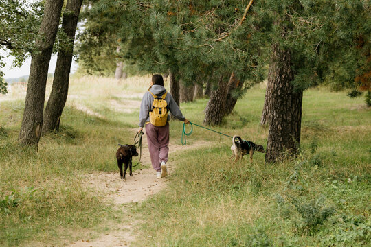 Woman walking two dogs on green leashes along sandy path. Tall pine trees line right side under soft overcast light. Calm, active outdoor lifestyle scene with happy pets and nature.