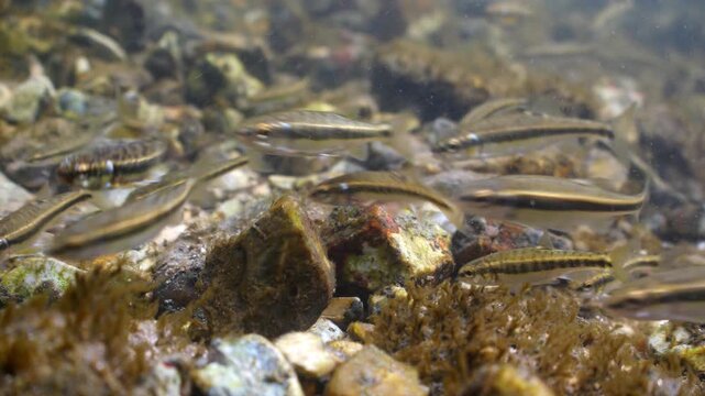 Underwater shot of chalk stream bed with stones, weed and small minnow fish swimming in current	