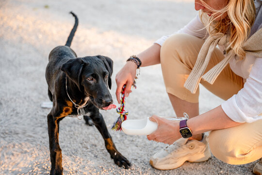 Woman offering water to black Labrador retriever outdoors