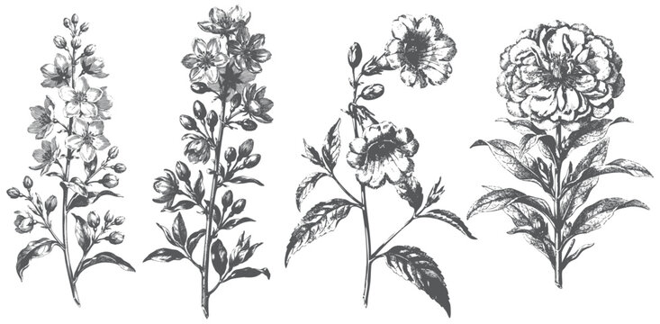 Vintage botanical flower engraving collection featuring delphinium, cherry blossom branch, petunia and marigold floral illustrations isolated on white background