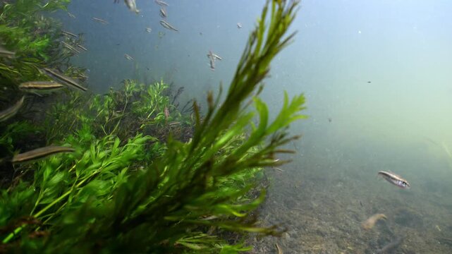 Underwater shot of chalk stream weed and small fish swimming in current	