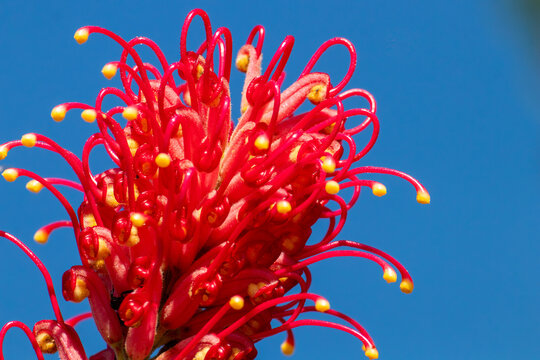 Horizontal macro shot of a red dwarf grevillea flower with yellow tips against a clear blue sky. Sharp technical focus and direct natural sunlight.
