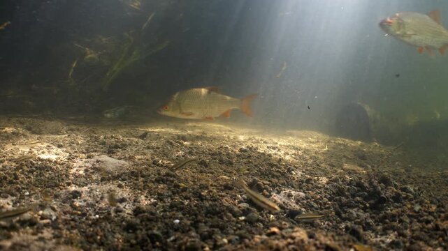 A group of large Common Rudd fish swim and feed in the River Avon near Salisbury, UK