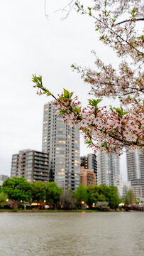 Cherry blossoms in Ueno Park with city backdrop