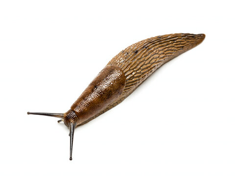 Brown garden slug on white background, isolated animal