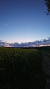 Evening clouds drifting across the sky above a blooming rapeseed field, creating a calm rural landscape with vibrant yellow flowers and natural spring scenery.