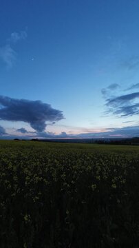 Evening clouds drifting across the sky above a blooming rapeseed field, creating a calm rural landscape with vibrant yellow flowers and natural spring scenery.