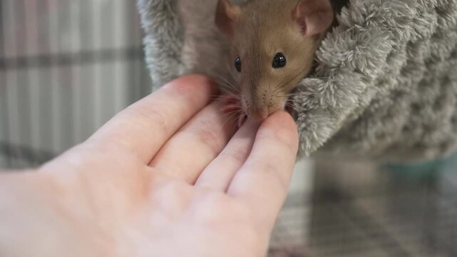 cute gray-white decorative rat climbs out and sniffs human hand. training, domestication, social animals
