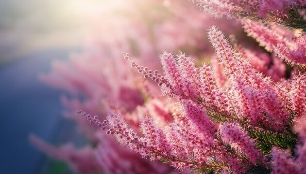 blooming tamarix shrub branches close up pink tamarisk flowers in soft selective focus beautiful retro spring botanical background