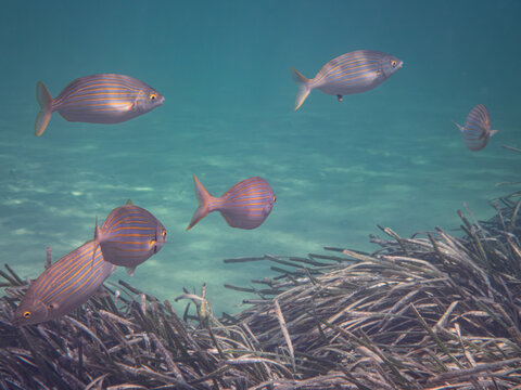 peces
