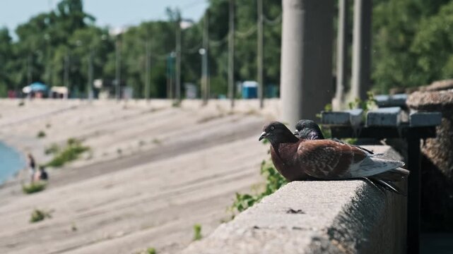 Two pigeons of different colors sit calmly together on a stone parapet in a city park. The blurred embankment background emphasizes the peaceful companionship of the birds.