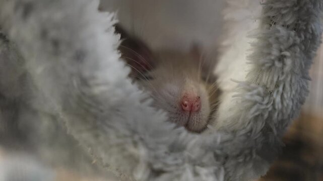 cute gray rat nose peeking out from plush toy. breathing, rodent nose, cute video