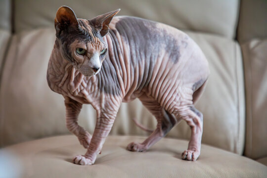 Sphynx cat standing on beige sofa in cozy home interior