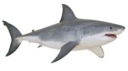 Fototapeta premium Great white shark with sharp teeth, isolated on transparent background