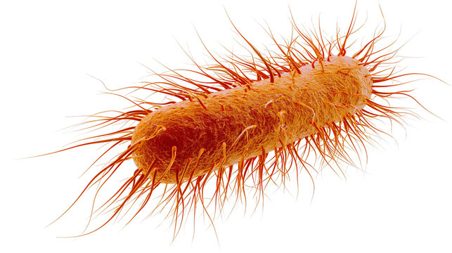 Orange rod-shaped bacterium with numerous flagella, isolated on transparent background