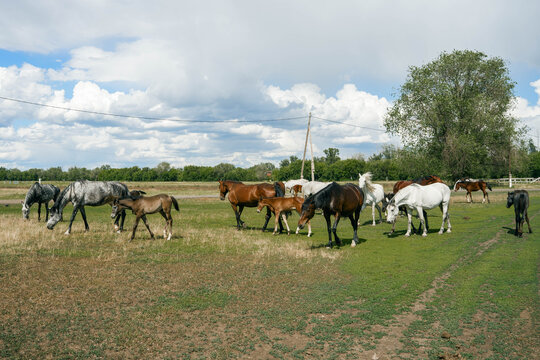 Herd of horses grazing in rural pasture under clouds