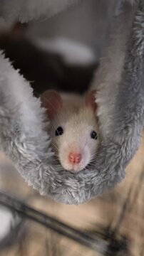 cute light gray rat dumbo looks out of a plush white hammock. cute animal, chews and sniffs
