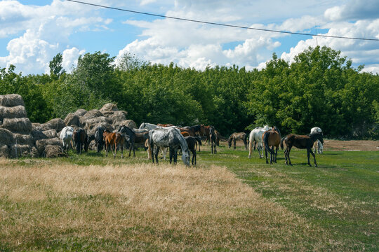 Herd of horses grazing by haystack under summer sky