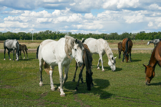 Herd of horses grazing in rural pasture under cloudy sky