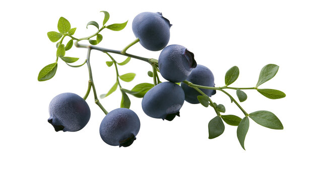 Ripe blueberries on a green stem with leaves, isolated on transparent background