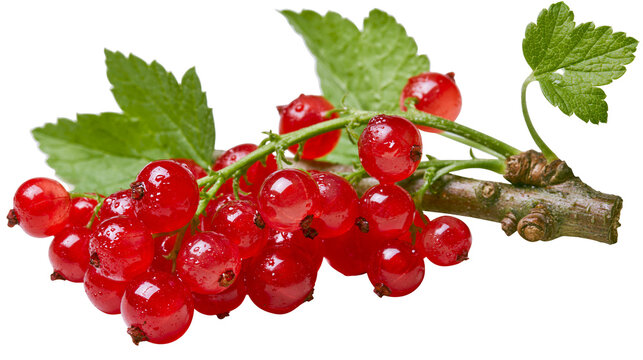 Fresh red currants with green leaves, isolated on transparent background