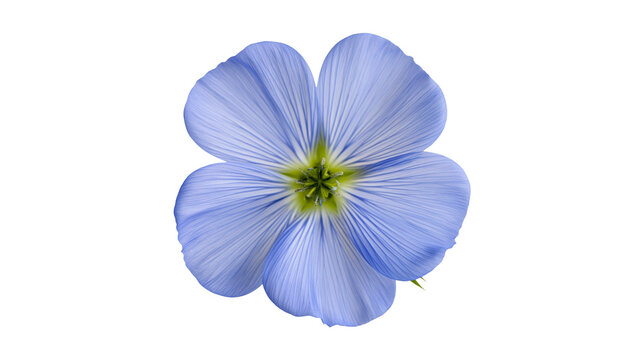 Delicate blue flax flower with fine petal veins, isolated on transparent background