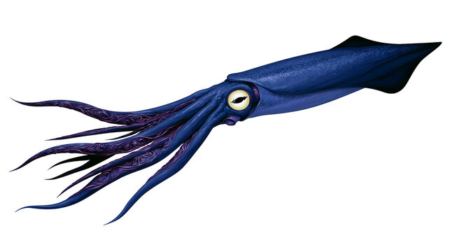 Deep blue squid with detailed tentacles, isolated on transparent background