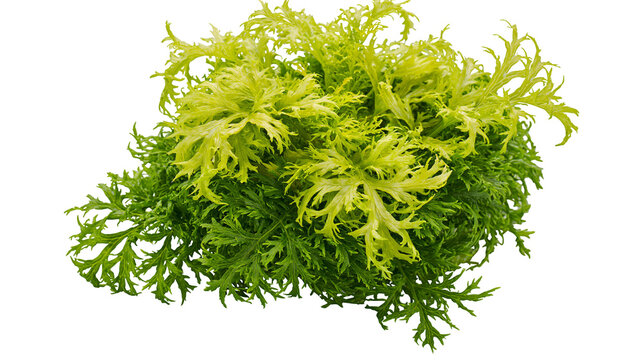 Frilly green mustard leaf plant fresh and vibrant, isolated on transparent background