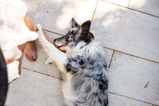 Border Collie resting on sunny garden patio beside owner