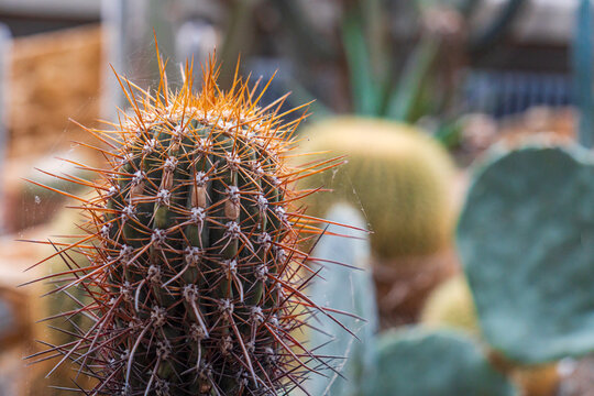 Close-up of spiny cactus with soft bokeh desert background