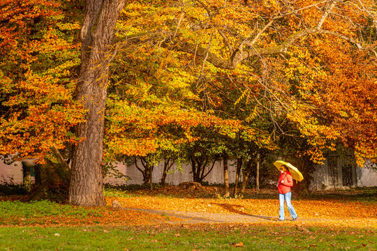 Autumn walk in Geneva park with woman and yellow umbrella
