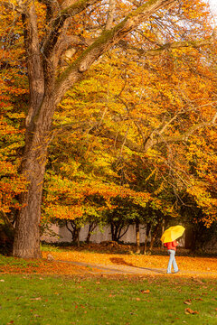Autumn park walk in Geneva with yellow umbrella