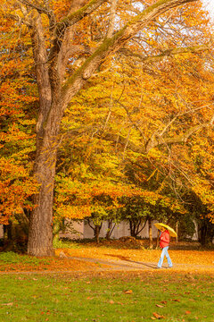 Autumn park walk in Geneva with yellow leaves and umbrella
