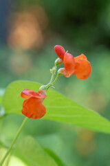 Fototapeta premium The red flowers of the runner bean plant on a sunny morning.