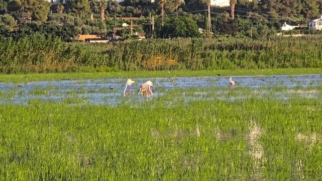 Greater flamingos foraging and wading in flooded rice fields in Pego-Oliva, Spain, with scenic wetlands and mountains in the background.