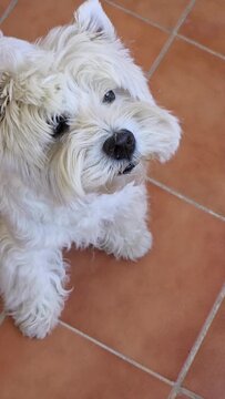 Slow motion close-up of a cute West Highland White Terrier dog trying to catch a piece of dry food tossed in the air indoors.