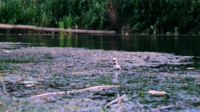 A small discarded bottle floats in a green duckweed covered lake creating a stark contrast. The visual emphasizes environmental pollution and the impact of human waste.