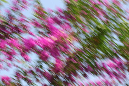 Abstract diagonal motion blur background of pink bougainvillea flowers and green leaves against a bright sky, dynamic artistic nature panning effect.