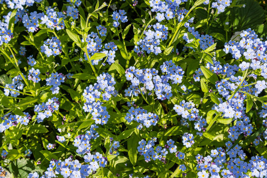 Delicate blue forget-me-not flowers under sunlight