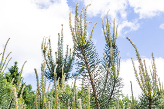 Young pine branches reaching towards the sky