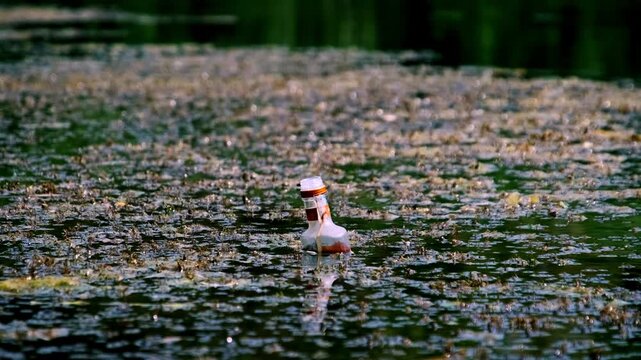 A small discarded bottle containing reddish liquid floats amidst a thick layer of duckweed and algae. The murky water surface signifies a dangerous ecological crisis.