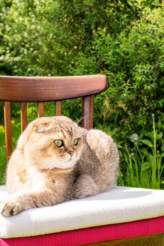 Lop eared cat resting on garden chair in warm sunlight