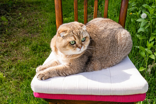 Lop eared cat resting on chair cushion in garden light