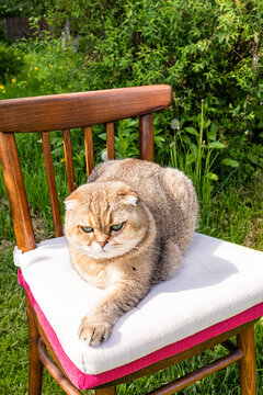 Lop eared cat relaxing on chair cushion in garden