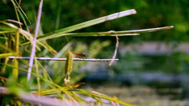 A close-up of a vibrant red dragonfly resting on a dry branch against a blurred green background before taking flight. Concept of insect life, natural habitats, and wetland ecosystems.