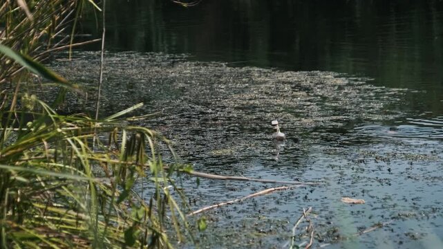A single glass bottle floats motionlessly in murky pond water surrounded by patches of algae. Reeds on the bank highlight the intrusion of human waste in nature.