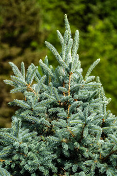 Blue spruce branch with silvery needles in forest light