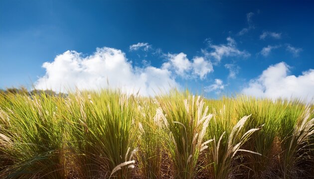 Cogon Grass On Blue Sky Background